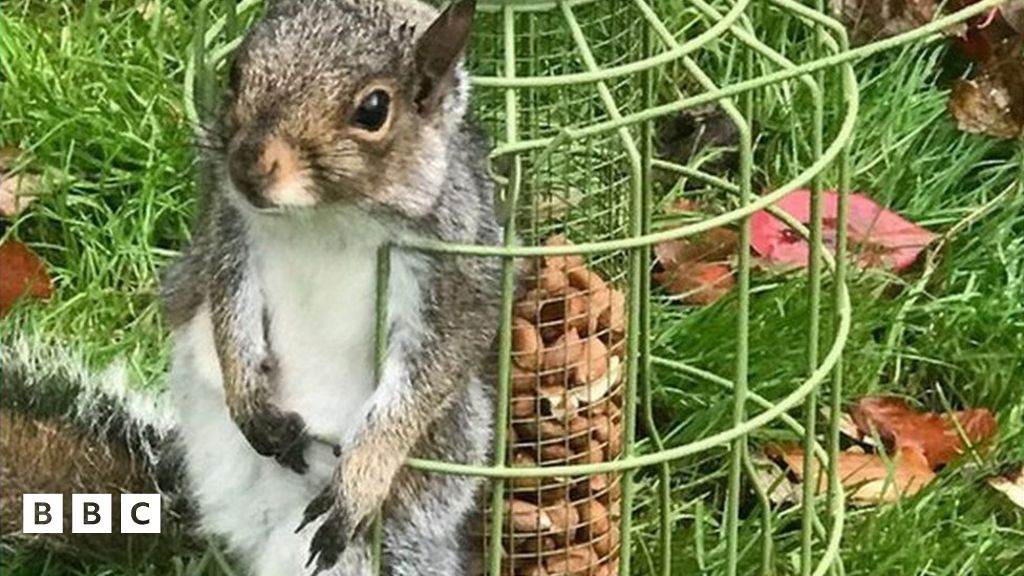 Squirrel rescued after getting stuck in bird feeder BBC Newsround