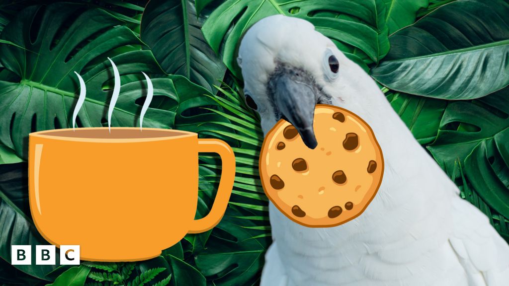 Parrots found to dunk food in water to change the texture just like humans BBC Newsround