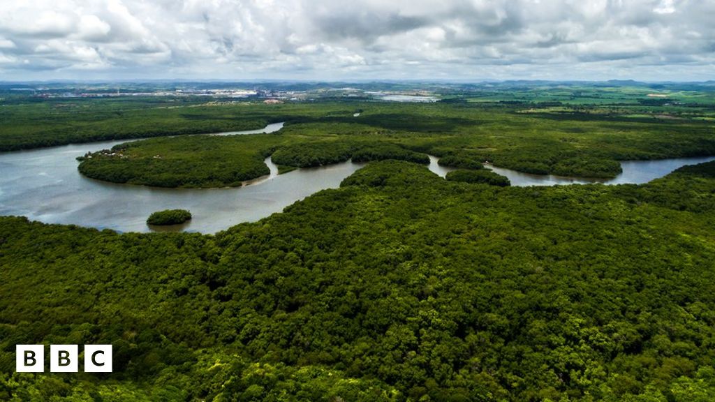 Large Parts Of Amazon Rainforest Emitting More CO2 Than They Absorb ...