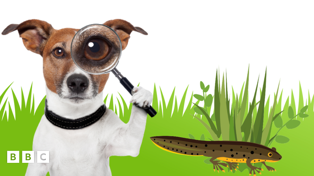 Doggy detective sniffs out building sites for rare newts - BBC Newsround