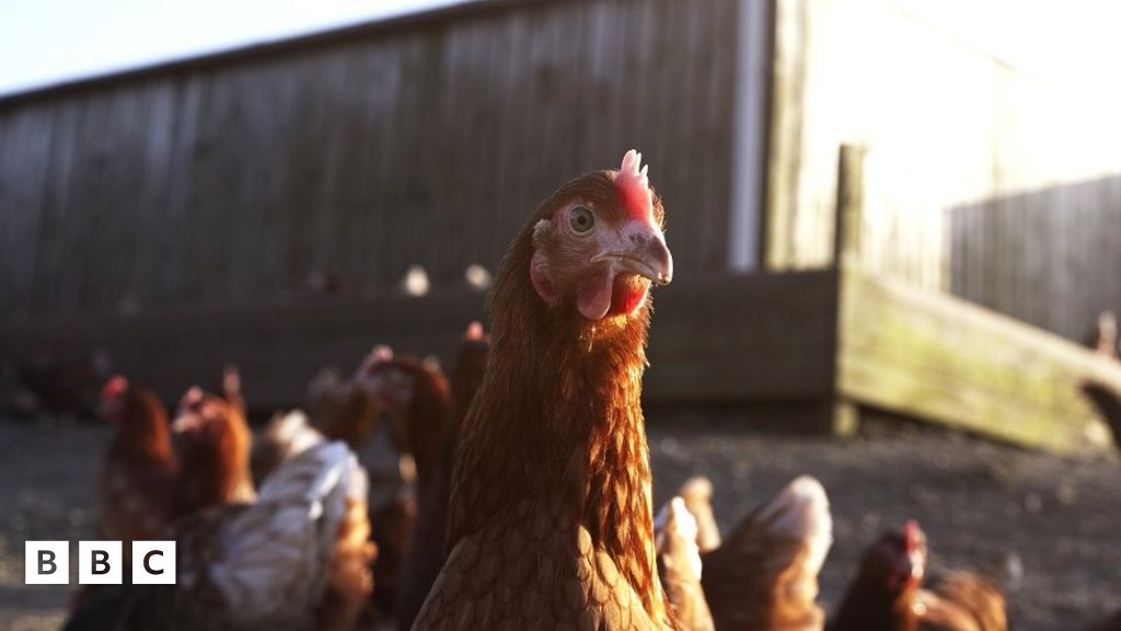 Talybont Cais newydd i godi dwy sied ieir yn hollti barn BBC Cymru Fyw