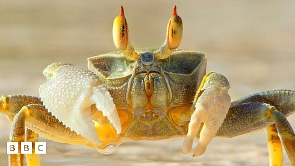 Ghost crabs use teeth in their stomachs to growl at predators - BBC ...