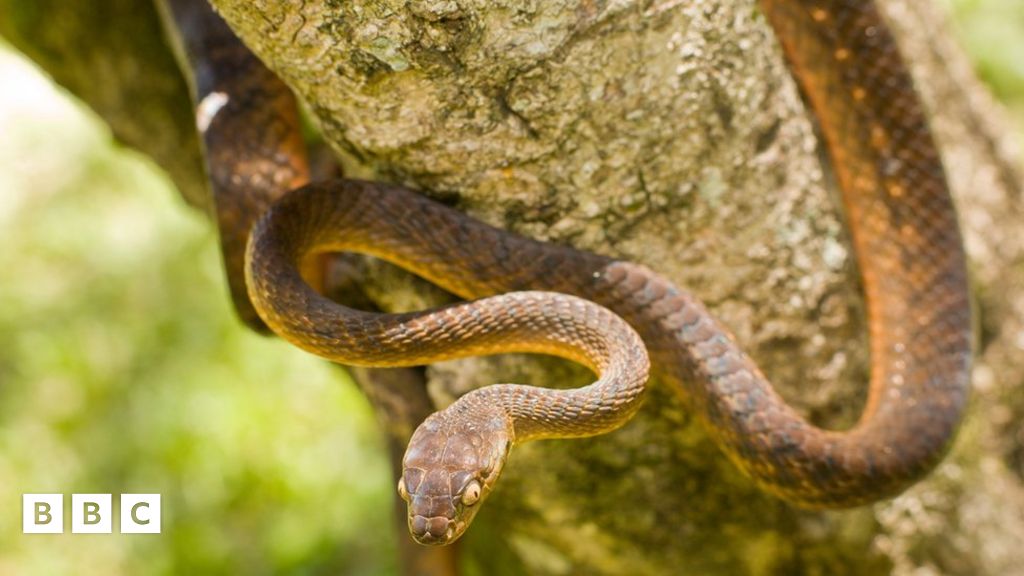 Scientists discover new way for snakes to climb BBC Newsround