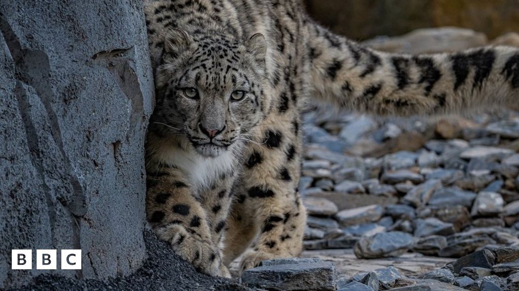 Snow leopards: Charity hopes pair can help protect species - BBC Newsround