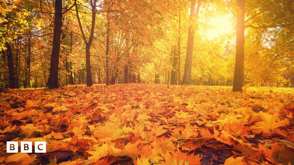 Autumn equinox: When does autumn begin? - BBC Newsround