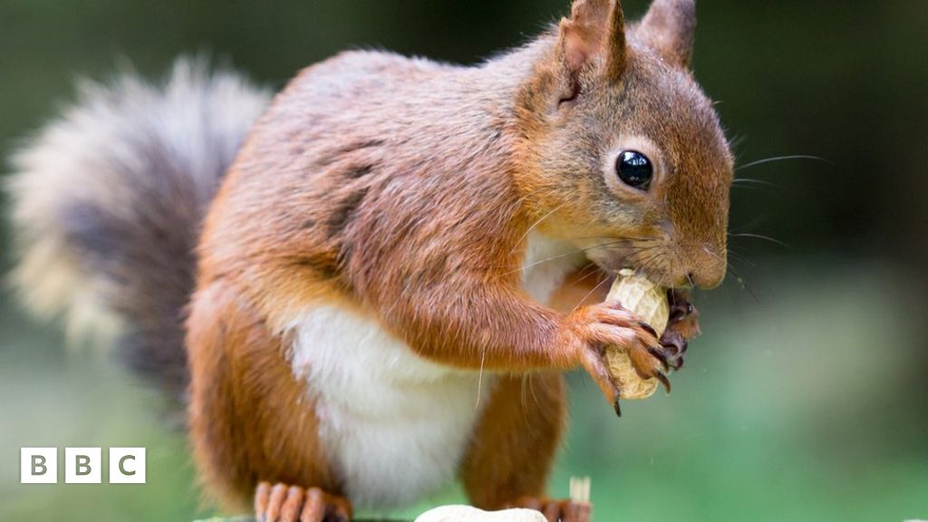 Sniffer squirrels Chinese police use squirrels to find illegal goods
