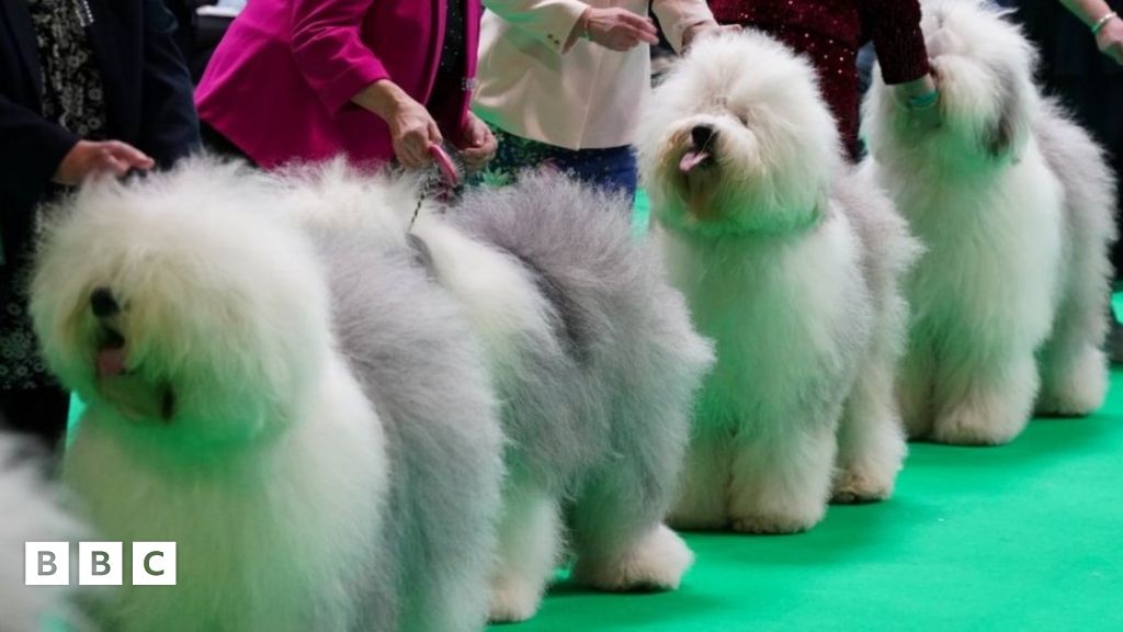 Crufts 2024 In Pictures BBC Newsround    132880637 Mediaitem132880622 