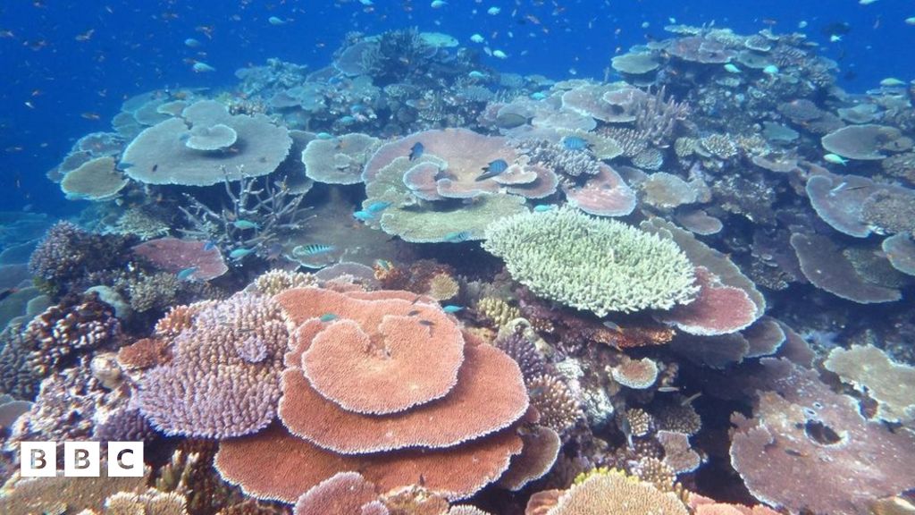 Great Barrier Reef showing small signs of recovery says new report ...