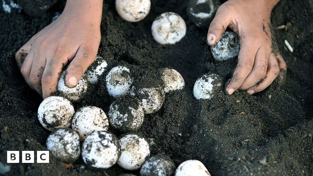 Fake turtle eggs helping to fight the illegal wildlife trade BBC