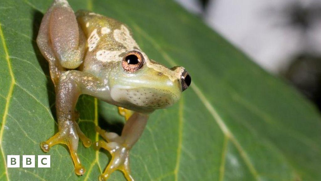 Scientists have discovered a new frog which can't croak! - BBC