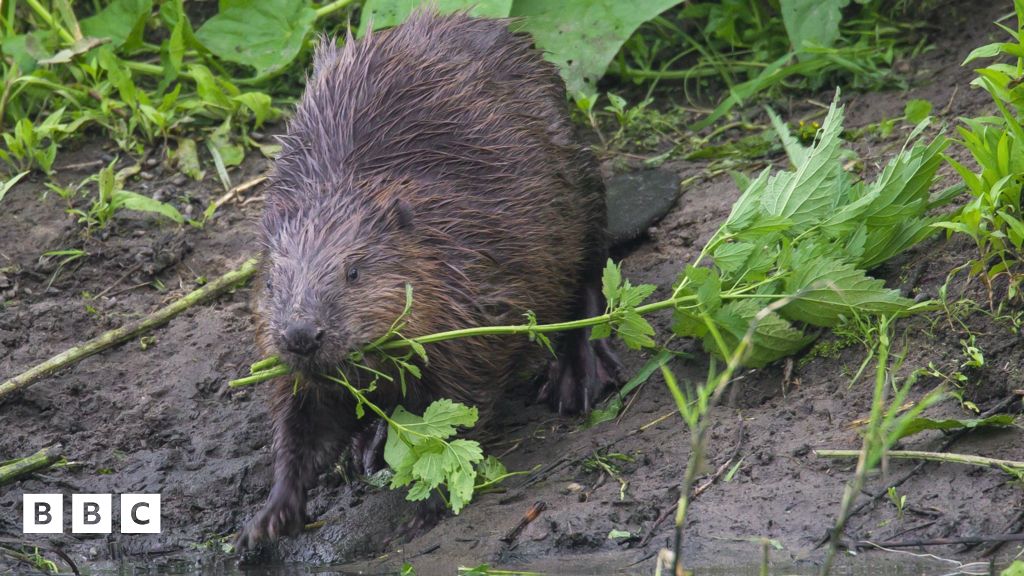 Beavers 'protected' in Scotland by laws on beaver dams BBC Newsround