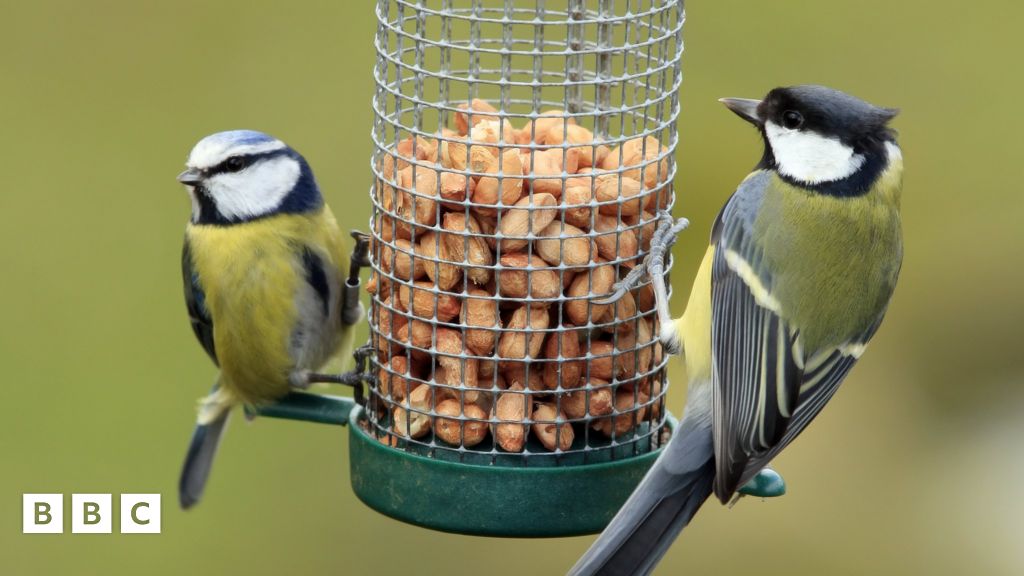 Big Garden Birdwatch 2024: How can you take part? - BBC Newsround