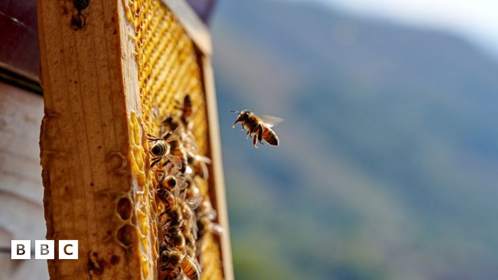 New research reveals why bees are producing less honey in the US BBC