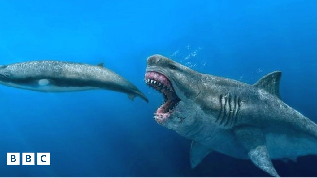 Sharks: Find out the true size of prehistoric giant shark Megalodon - BBC  Newsround