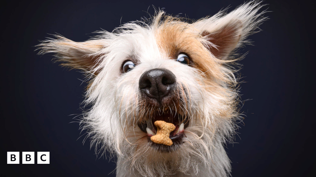 Can dogs learn a new name without being formally trained? BBC Newsround