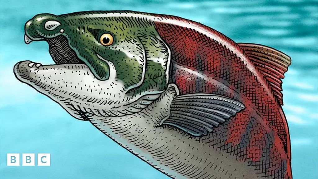 Sabre-toothed salmon: Experts discover giant fish had tusks, not fangs ...