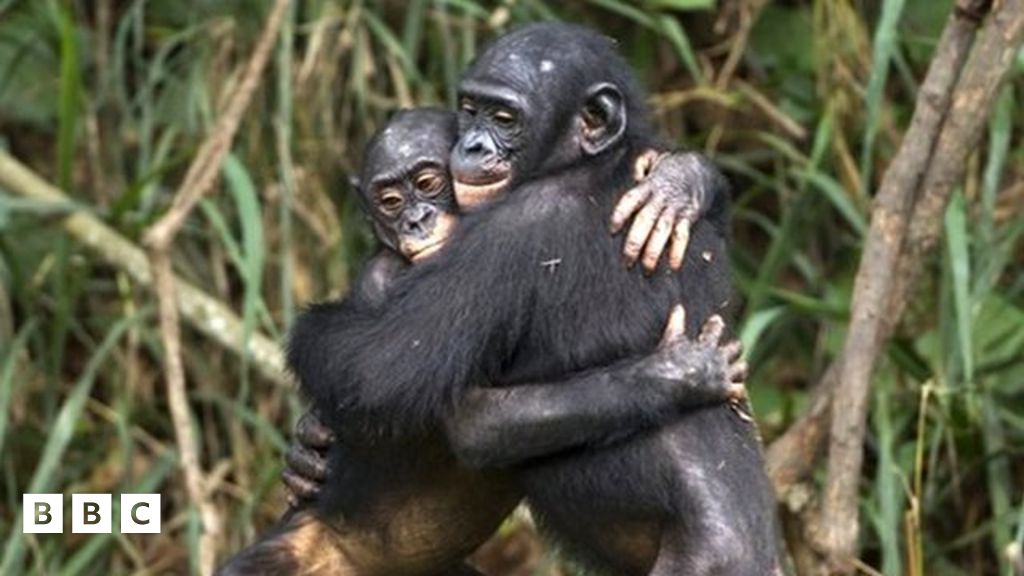 Chimps and bonobos use same gestures as humans to communicate BBC