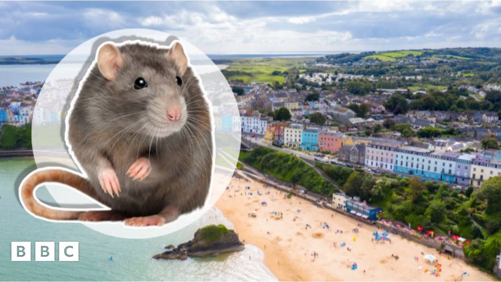 Cat Sized Rats Causing Chaos On The Coast At Tenby In Wales Bbc Newsround