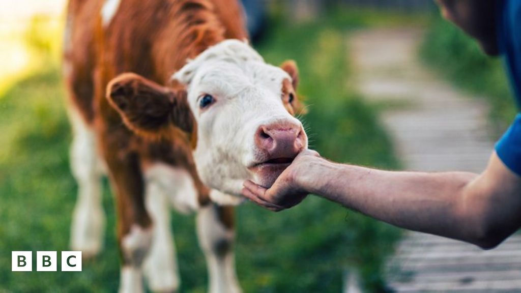 Cow cuddling trend Bovine snuggling sessions are a thing BBC Newsround