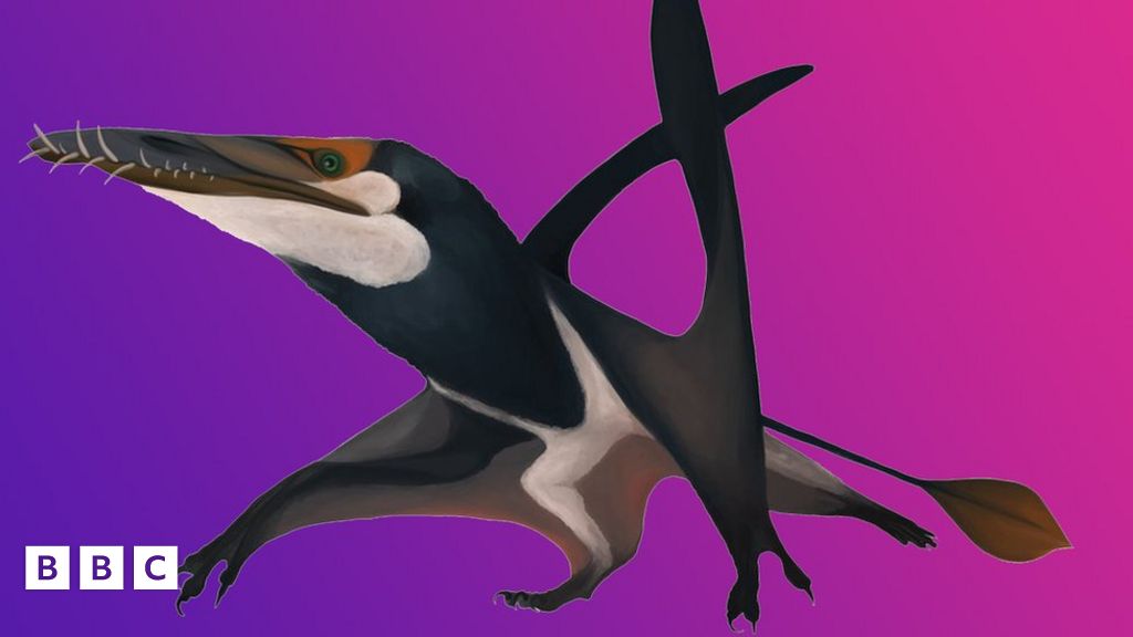 Largest Jurassic Pterodactyl Ever Found Had Wing Span Bigger Than