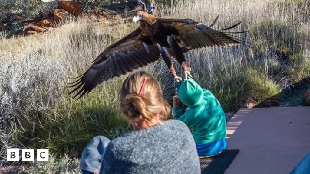 Eagle tries to carry off Australian boy - BBC Newsround