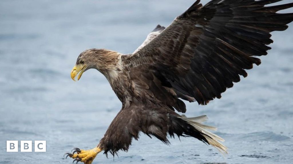 RSPB: Protecting the UK's sea eagles - BBC Newsround