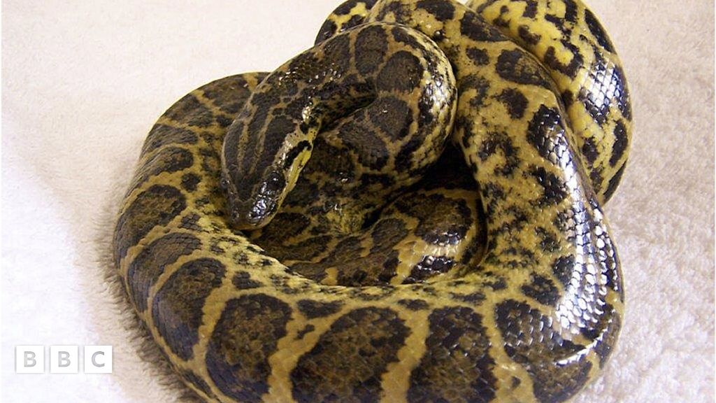 Anaconda found by street cleaner in Edinburgh - BBC Newsround