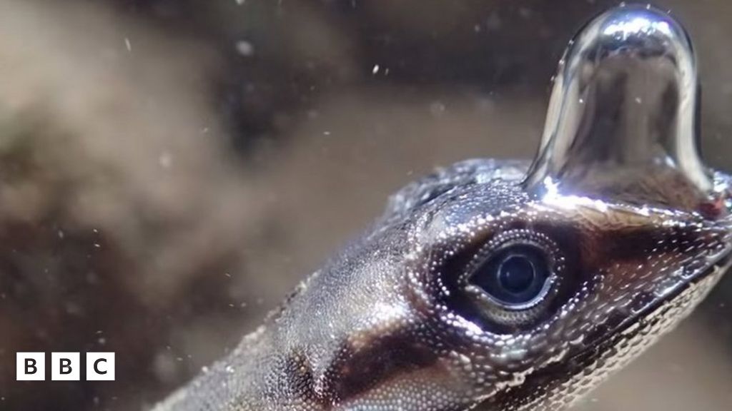 These anole lizards blow bubbles to breathe underwater BBC Newsround