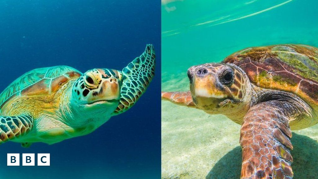 Turtles swim home after being rescued in Argentina - BBC Newsround