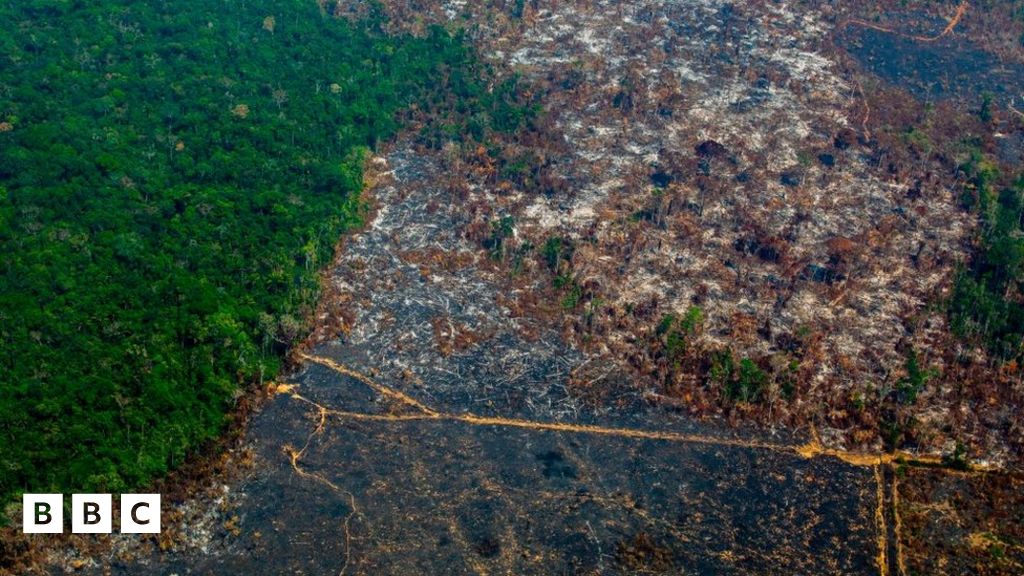 rainforest: Football-pitch-sized area cleared every minute - BBC  Newsround