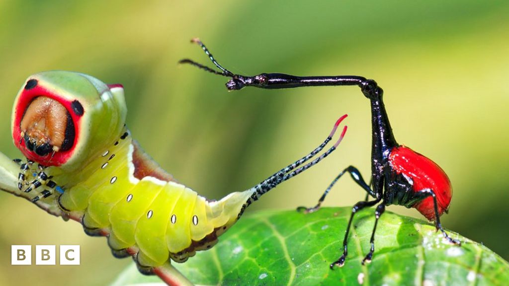 Quiz: Know Your Stuff About Insects? - BBC Newsround