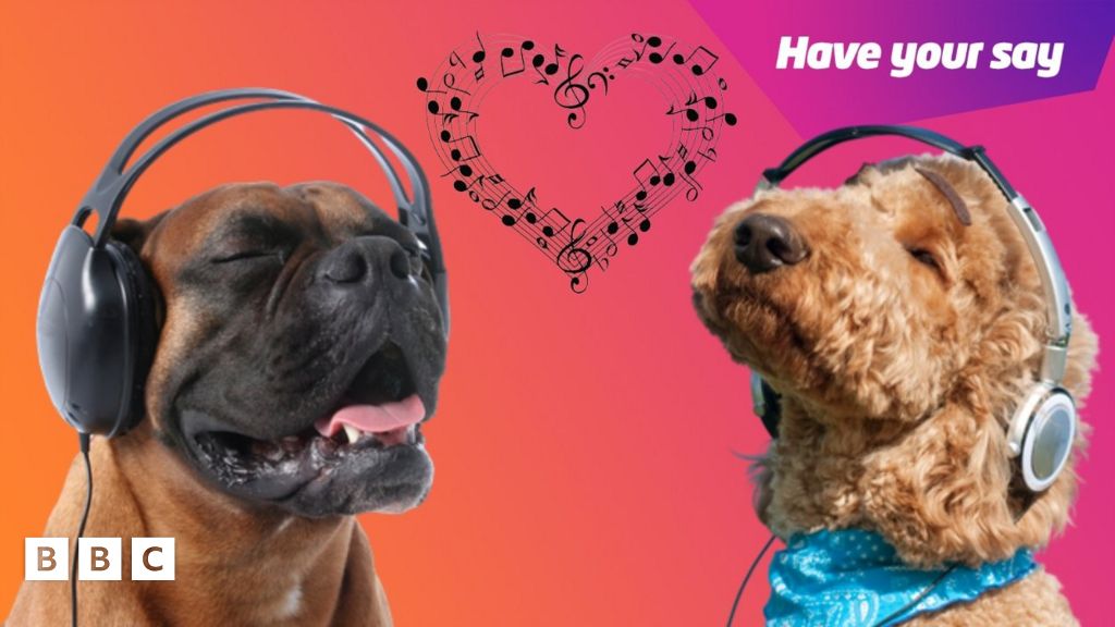 Classical music calms dogs more than audiobooks, study shows BBC Newsround