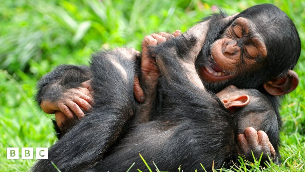 Wildlife Apes playfully tease and prank each other just like humans