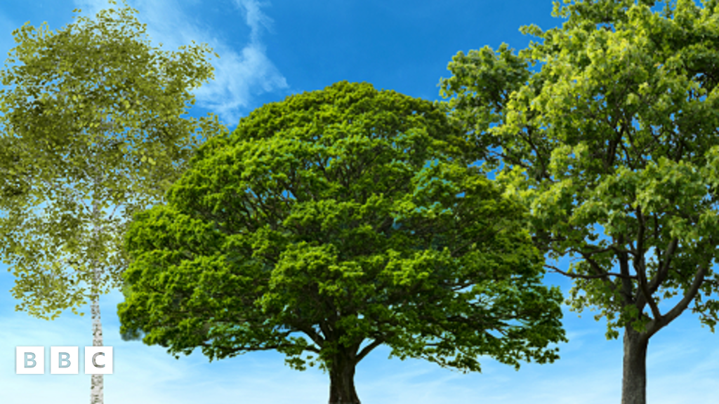 National Tree Week Why are trees so amazing? BBC Newsround