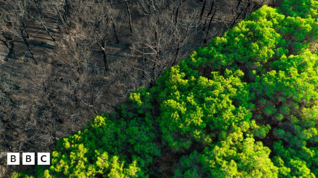 Climate Change: Deforestation Soars Despite Pledges From World Leaders ...