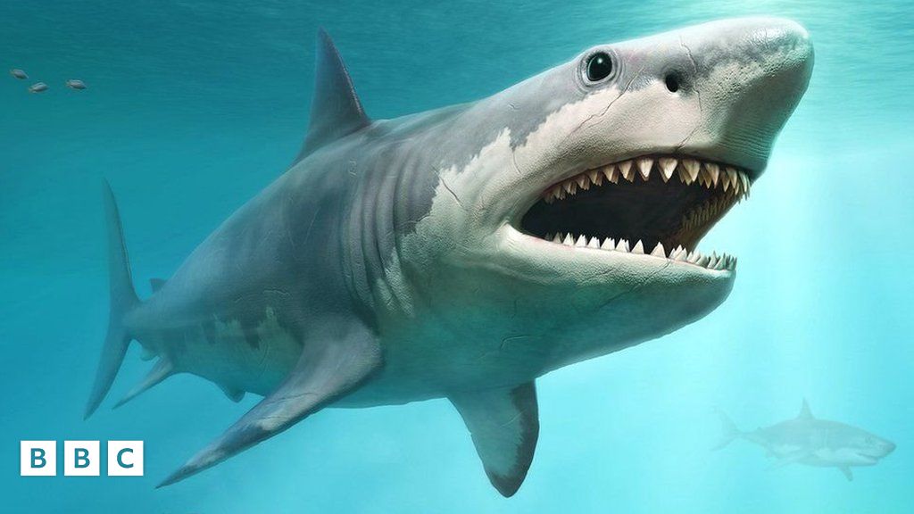 Did Great White Sharks Help Megalodons Become Extinct? - BBC Newsround