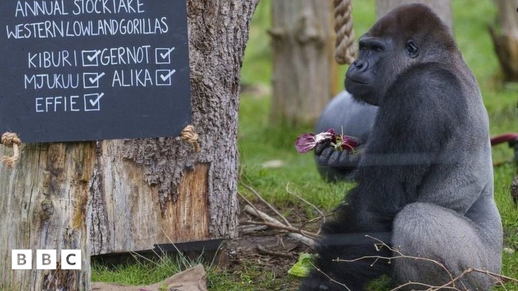 Check out these pics from the annual London Zoo stocktake 2023! - BBC ...