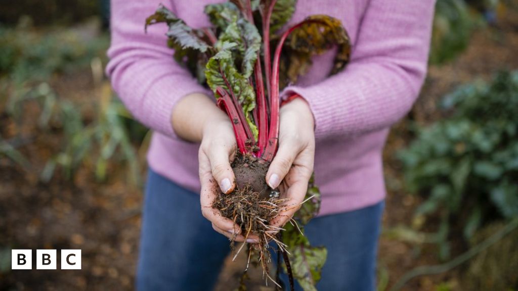 Food shortages Eat seasonal fruit and vegetables, says MP BBC Newsround