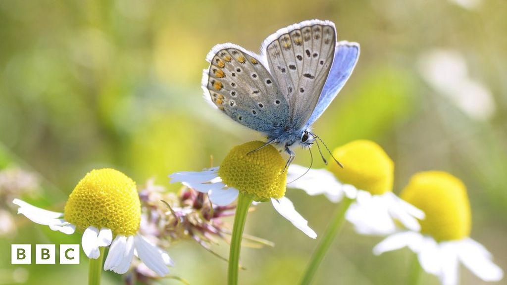 Scientists identify butterflies 'most at risk' from climate change