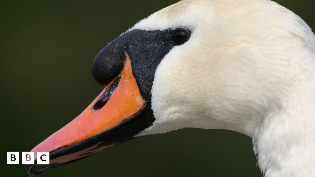 Girl asks Queen's permission to keep swan as a pet BBC Newsround