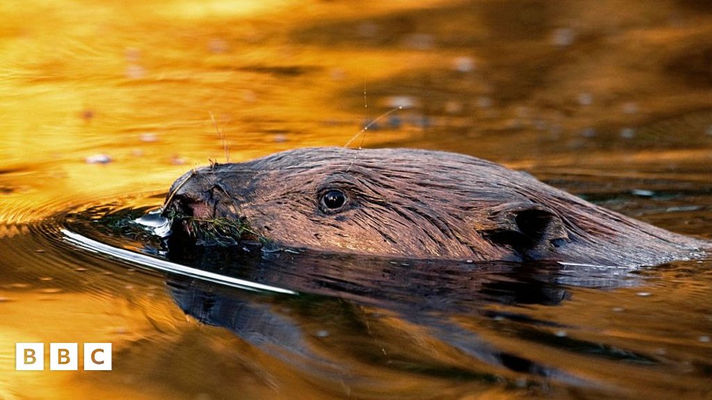 Experts say Beavers are doing well and helping the community BBC(02)