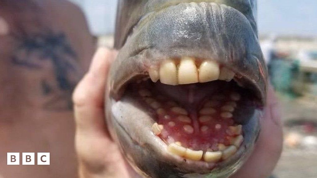 The fish with teeth and other 'human' features! - BBC Newsround