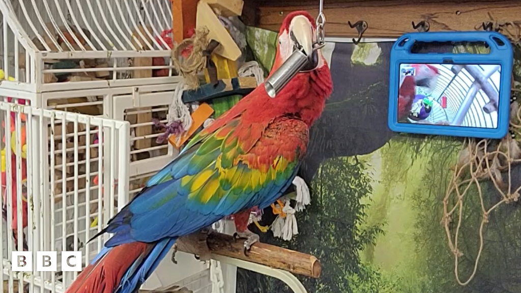 Parrots Video calling could help lonely pet parrots BBC Newsround