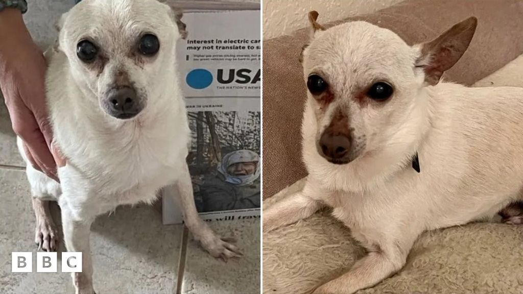 Oldest dog living: Chihuahua mix from Ohio claims the record