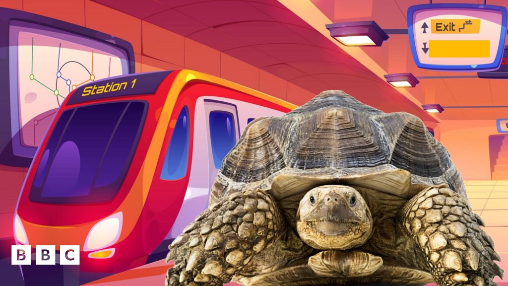 Runaway tortoise rescued after being spotted on train tracks - BBC ...