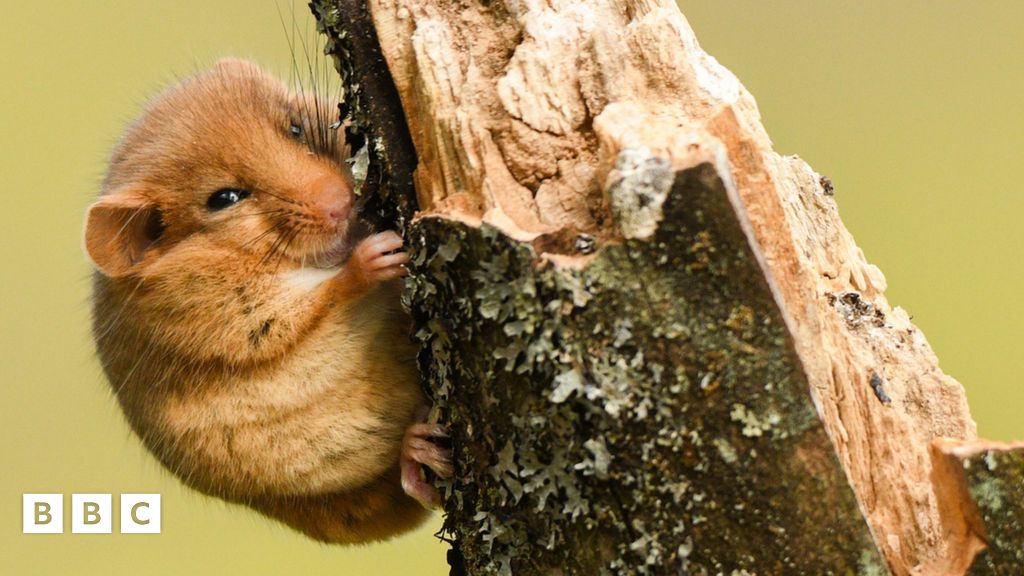 Hazel dormice Rare rodent population drops by 75 BBC Newsround