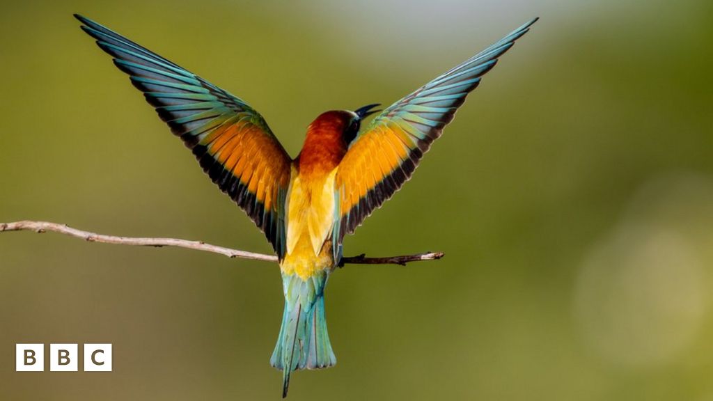 Historic moment as beeeater birds return to Norfolk for the summer