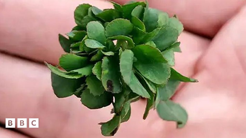 Guinness World Records for 63-leaf clover - BBC Newsround