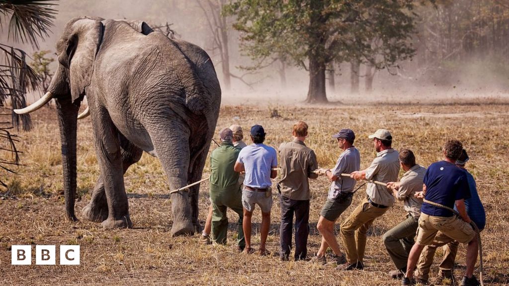Pictures Prince Harry helps 500 Elephants project in Africa BBC