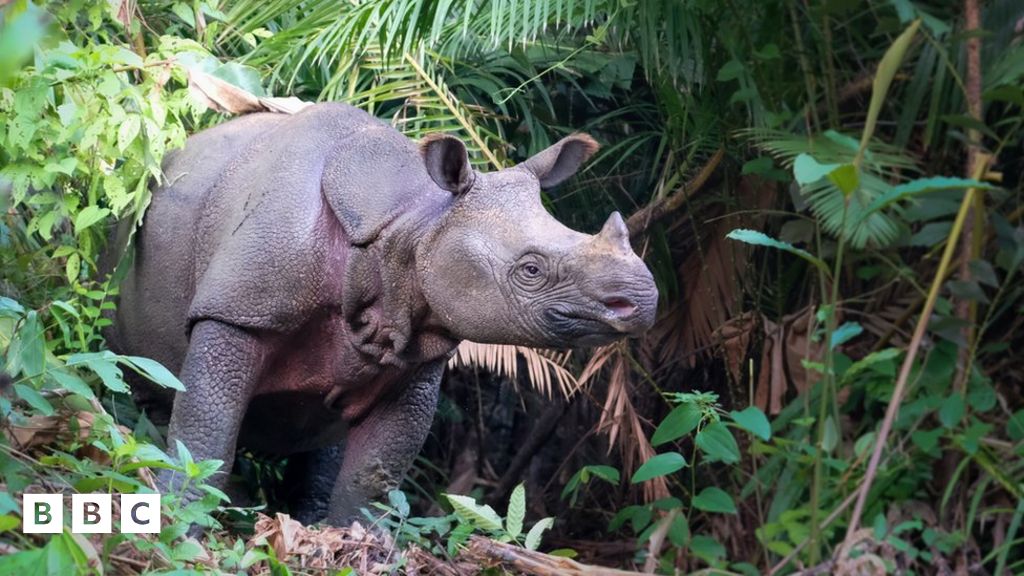 World Wildlife Day: Look after nature near you - BBC Newsround